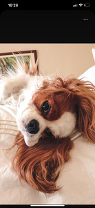 Müüa cavalier king charles spanjel kutsikad (2 foto / 4)
