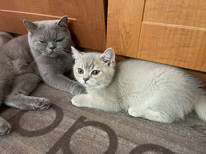 British shorthair (9 foto / 10)