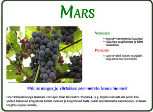 Виноград марс виноград