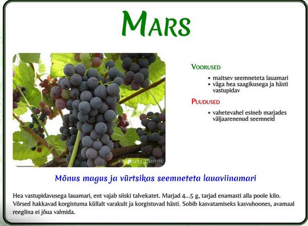 Viinapuu mars viinamari (foto #1)