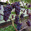 Viinapuu mars viinamari (foto #3)