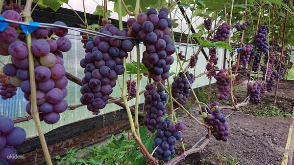 Виноград марс виноград (фото #3)