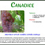 Виноградная лоза Canadice (фото #1)