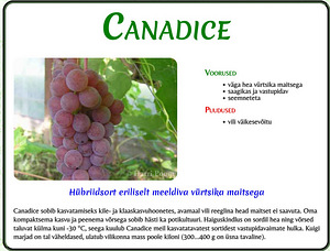 Виноградная лоза Canadice
