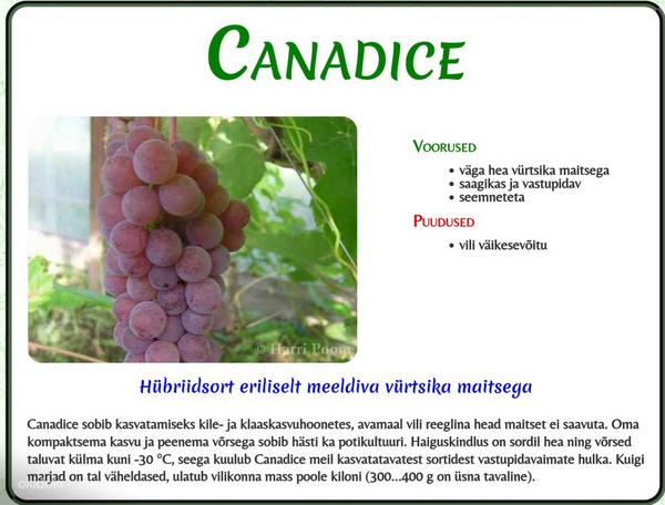 Виноградная лоза Canadice (фото #1)
