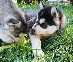 Husky lapsed (4 foto / 10)