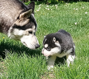 Husky lapsed (10 foto / 10)