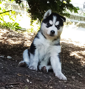 Husky kutsikad (6 foto / 10)