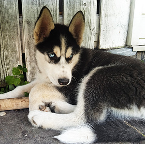 Husky kutsikad (2 foto / 10)
