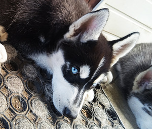 Husky kutsikad (6 foto / 10)