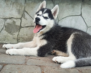 Husky kutsikad (8 foto / 10)