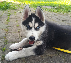Husky kutsikad (10 foto / 10)