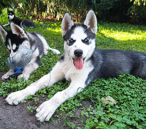 Husky kutsikad (9 foto / 10)