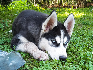 Husky kutsikad (10 foto / 10)