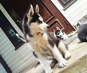 Husky kutsikad (9 foto / 10)