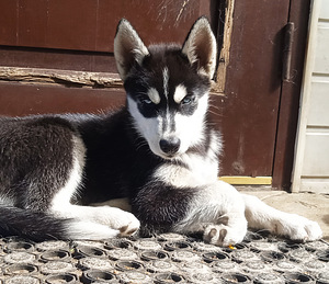 Husky kutsikad (10 foto / 10)