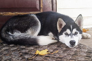 Husky tüdruk (8 foto / 10)