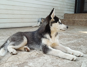 Husky tüdruk (9 foto / 10)