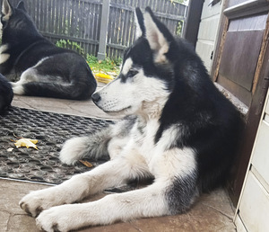 Husky tüdruk (5 foto / 10)