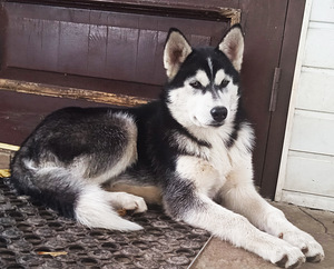 Husky kutsikas (6 foto / 6)