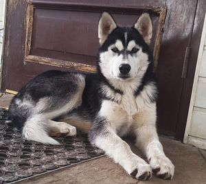 Husky kutsikas (2 foto / 9)