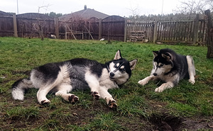 Husky kutsikas (9 foto / 9)