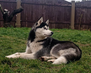 Husky kutsikas (3 foto / 8)