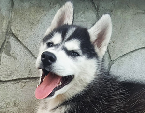Husky kutsikas (6 foto / 8)
