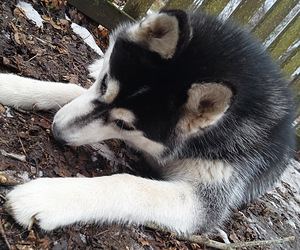Husky kutsikas (5 foto / 5)
