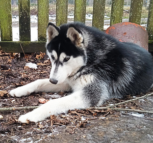 Husky kutsikas (5 foto / 10)