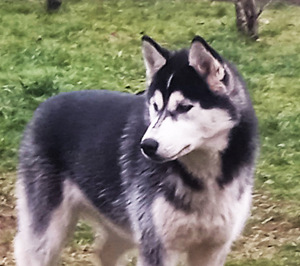 Husky kutsikas (8 foto / 10)