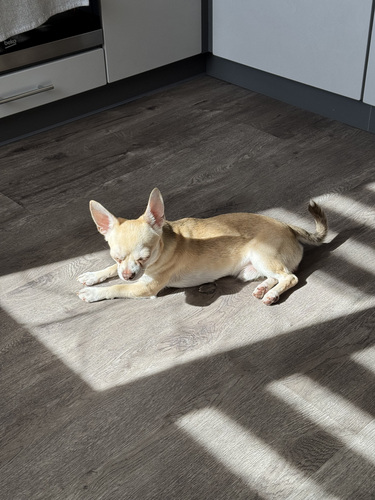 Paaritamiseks pakutakse chihuahua isast koera