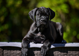 Cane corso cane corso kutsikad (4 foto / 8)