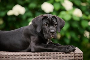Cane Corso puppies Кане корсо щенки (4 фото из 4)