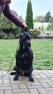 Cane Corso puppies Кане корсо щенки (1 фото из 4)