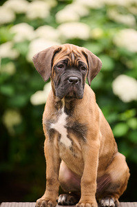 Cane Corso puppies Кане корсо щенки (1 фото из 3)