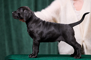Cane Corso puppies Кане корсо щенки (2 фото из 4)