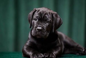 Cane Corso puppies Кане корсо щенки (1 фото из 4)