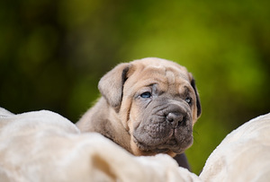Cane Corso Cane Corso kutsikad (4 foto / 10)
