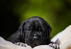 Cane Corso Cane Corso kutsikad (2 foto / 10)