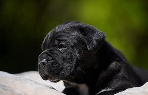 Cane Corso Cane Corso kutsikad (1 foto / 10)