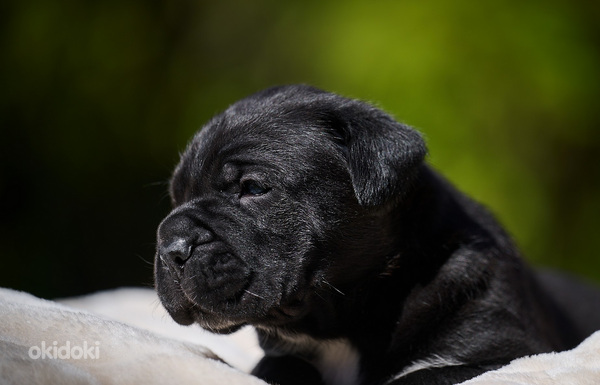 Cane Corso Cane Corso kutsikad