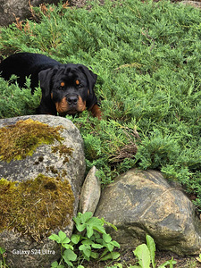 Rottweileri kutsikad (1 foto / 3)