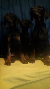 Dobermanis (3 foto no 3)