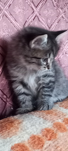 Котята (1 фото из 8)