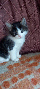 Котята (3 фото из 8)