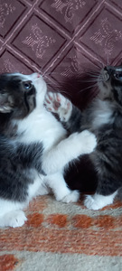 Котята (5 фото из 8)