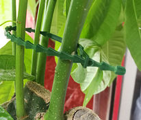Taaskasutatavad plastikust taimede sidumise klambrid 17 cm