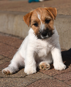 Jack Russell terjeri kutsikad (4 foto / 5)