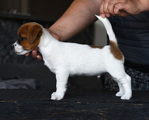 Jack Russelli terjeri kutsikat (2 foto / 6)